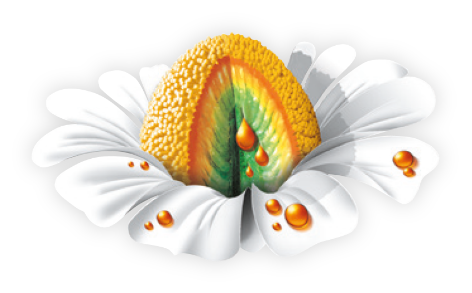 Flower image